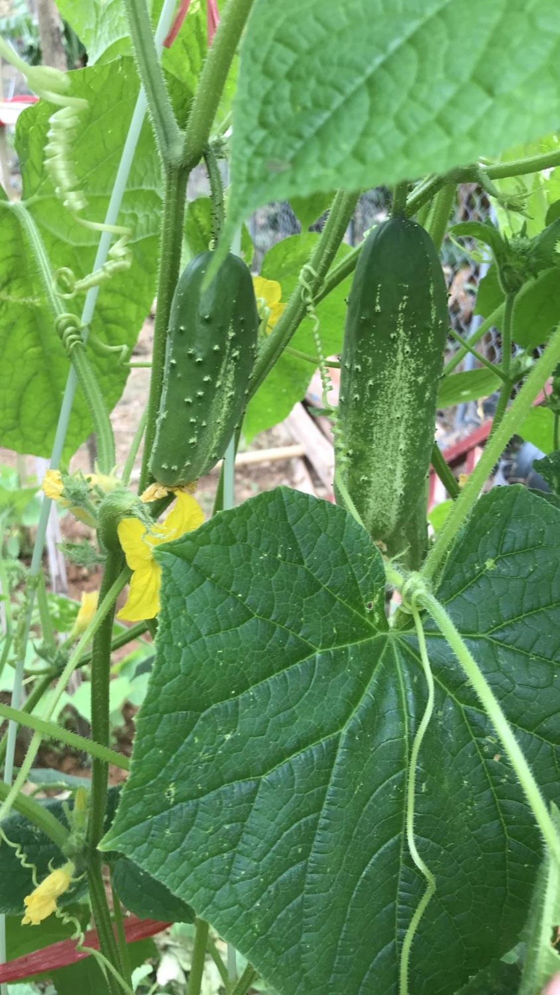 Bee Lucky Homestay Hien Hao Exteriör bild